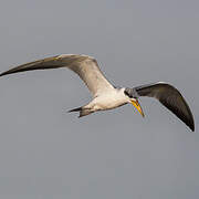 Large-billed Tern