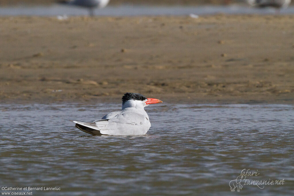 Caspian Tern