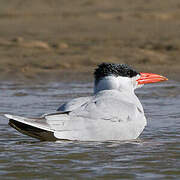 Caspian Tern