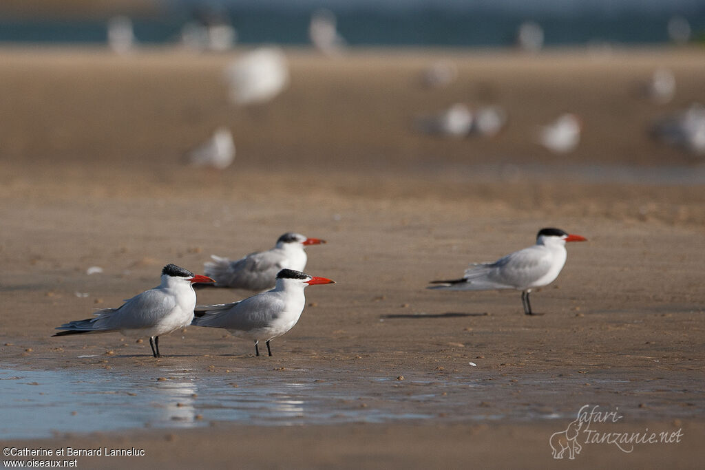 Caspian Tern