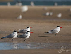 Caspian Tern