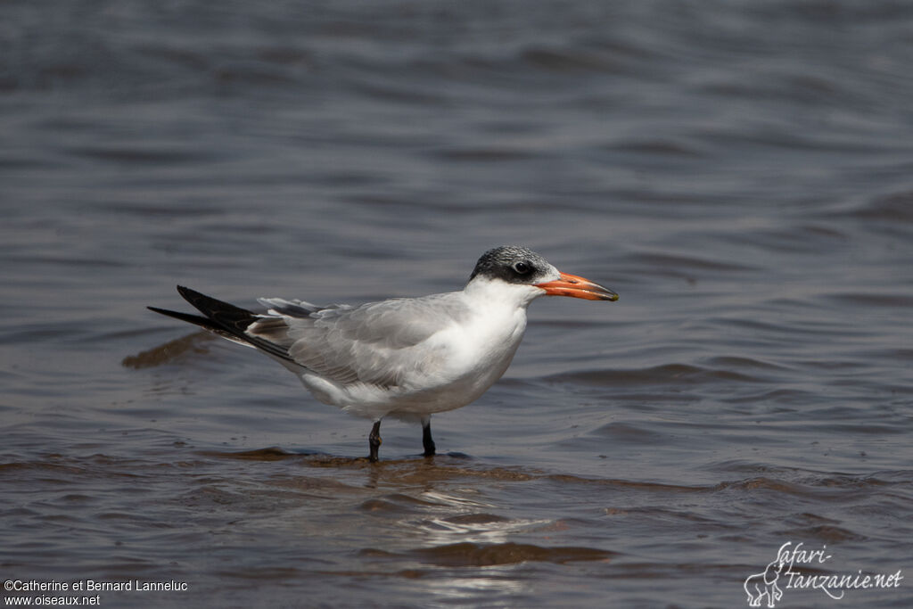 Caspian Ternadult post breeding, identification