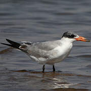 Caspian Tern