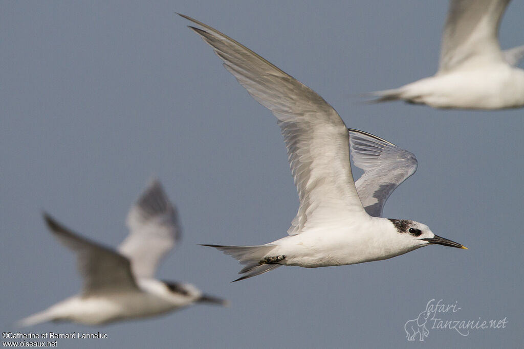 Sandwich Ternadult post breeding, Flight