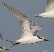 Sandwich Tern