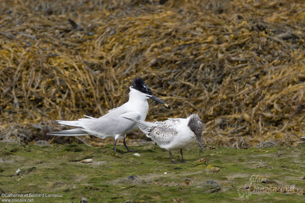 Sandwich Tern