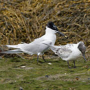 Sandwich Tern