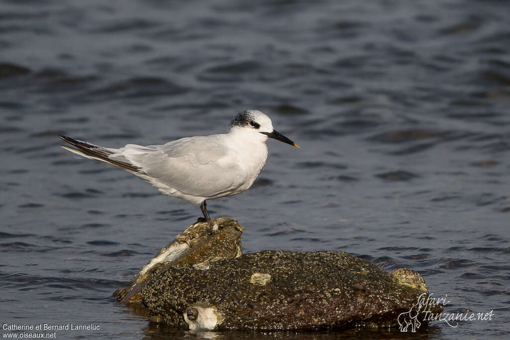 Sandwich Ternadult post breeding, identification