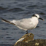 Sandwich Tern