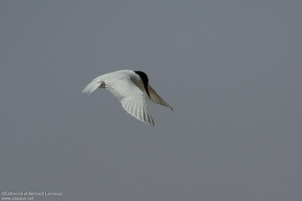 Damara Ternadult breeding, Flight