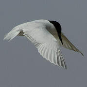 Damara Tern