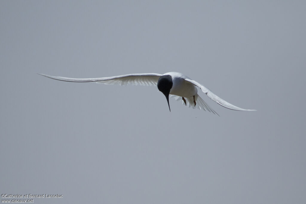 Damara Ternadult, Flight