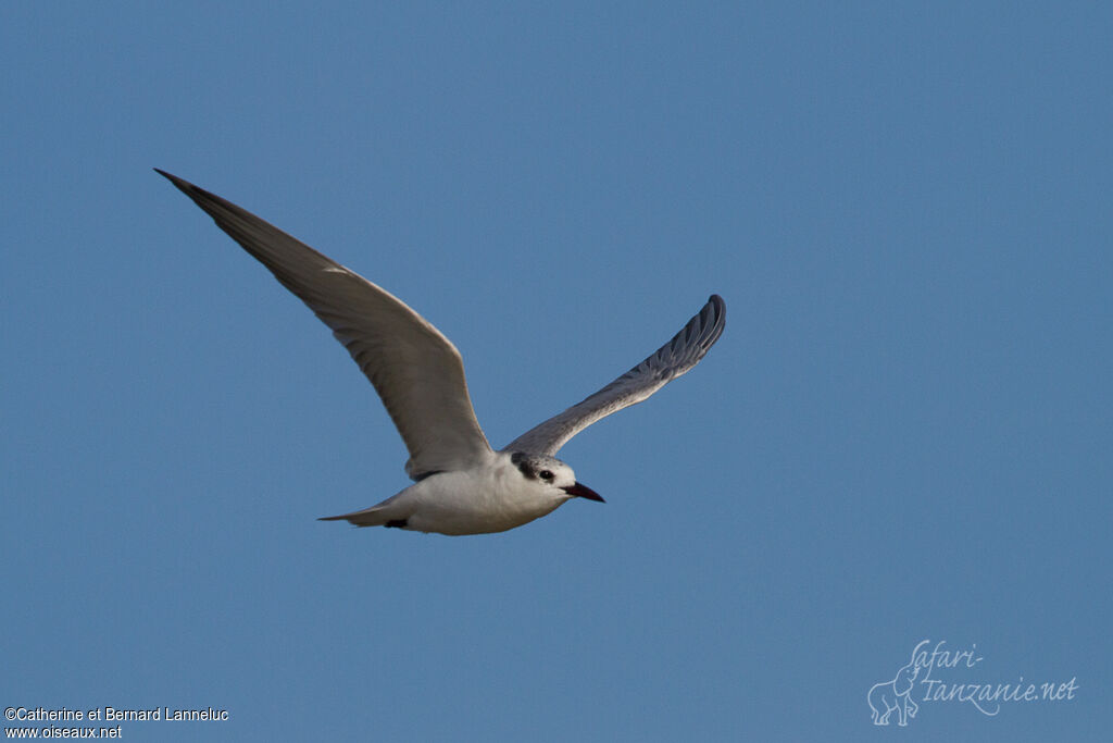 Gull-billed TernFirst year, Flight