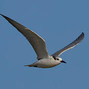 Gull-billed Tern