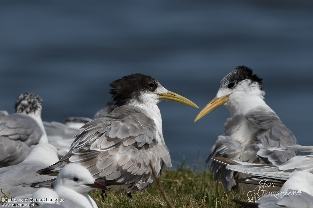 Greater Crested Ternadult