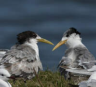 Greater Crested Tern