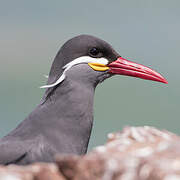 Inca Tern