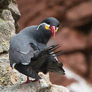 Inca Tern