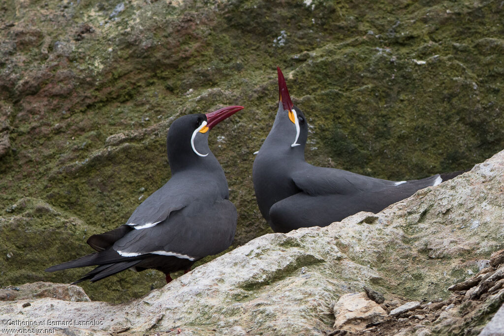 Inca Ternadult, courting display