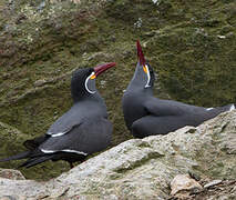 Inca Tern