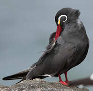 Inca Tern