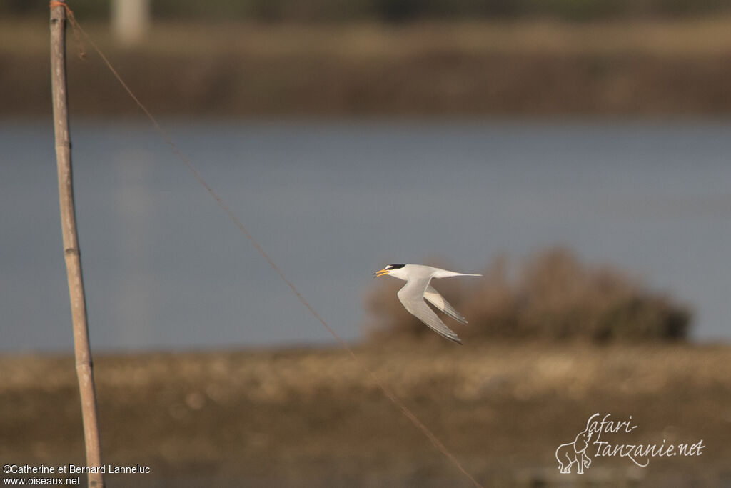 Little Ternadult, Flight