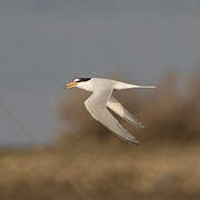 Little Tern