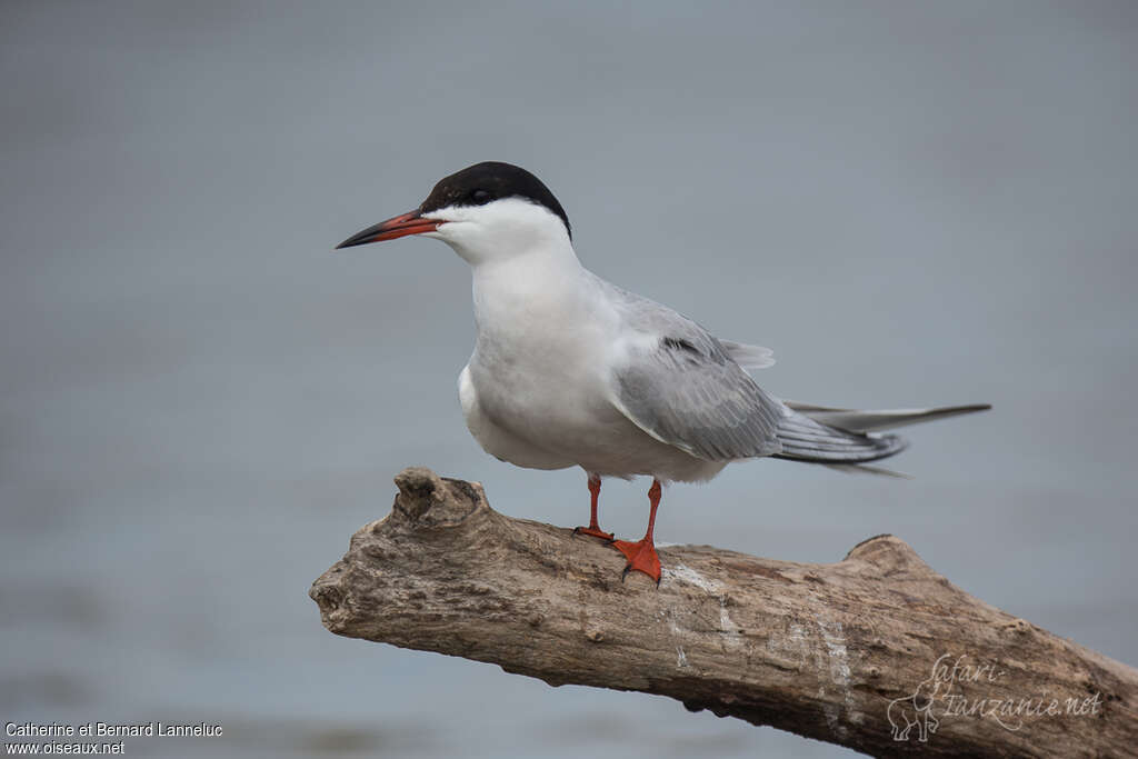 Common Ternadult breeding, identification