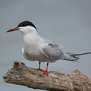 Common Tern