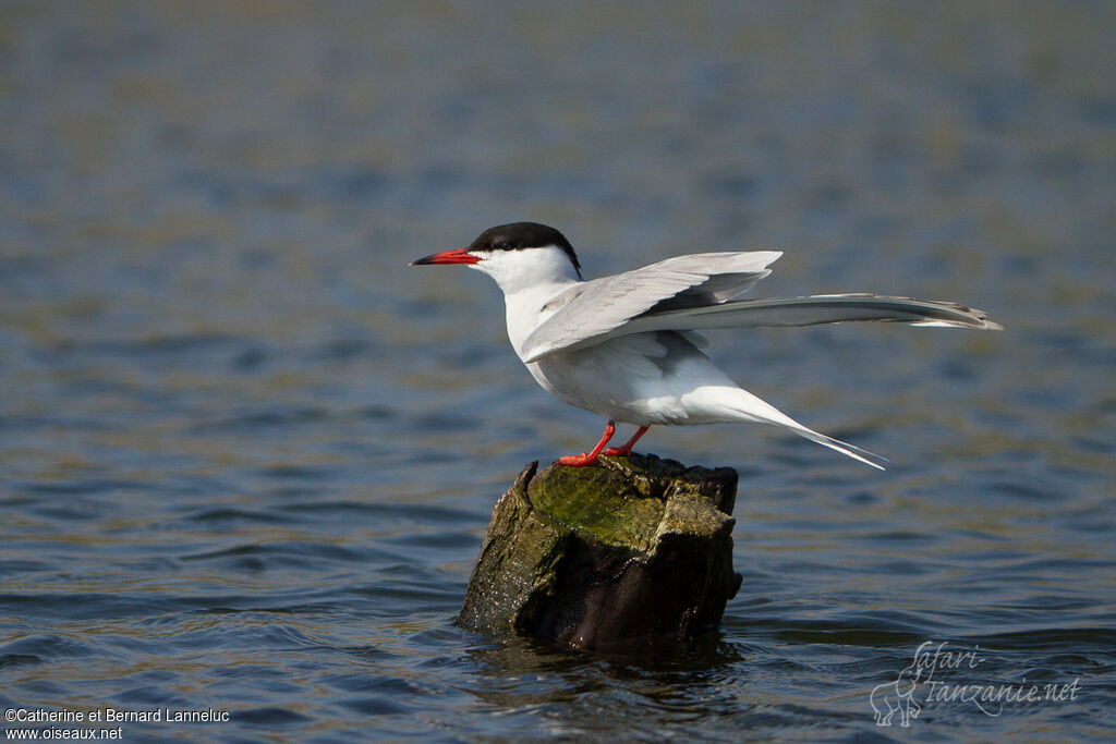 Common Ternadult breeding