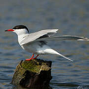 Common Tern