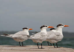 Royal Tern