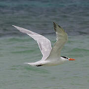 Royal Tern