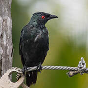 Asian Glossy Starling