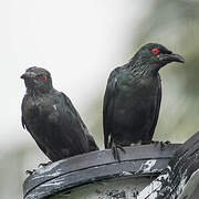 Asian Glossy Starling