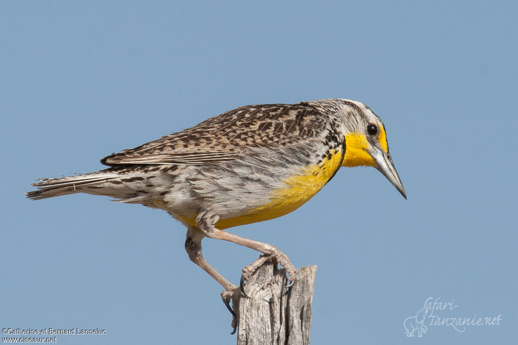 Western Meadowlarkadult, identification