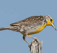 Western Meadowlark