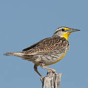 Western Meadowlark