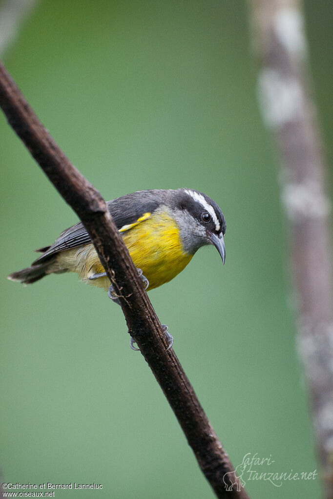 Sucrier à ventre jaune