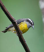 Bananaquit