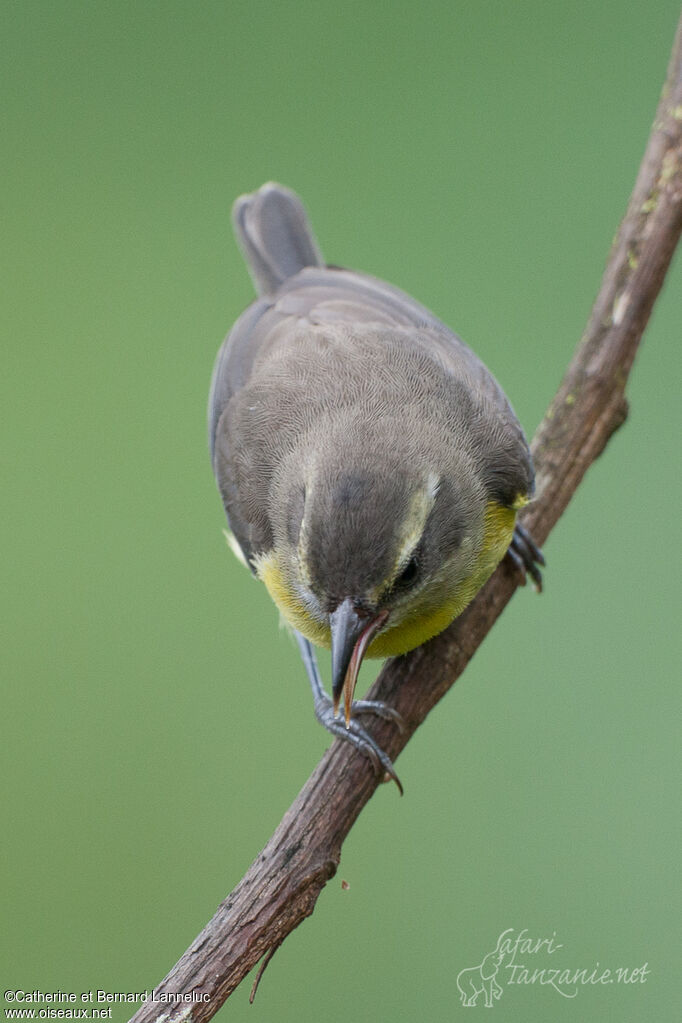 Bananaquitadult