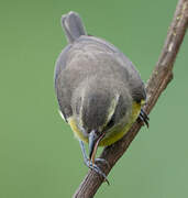 Bananaquit