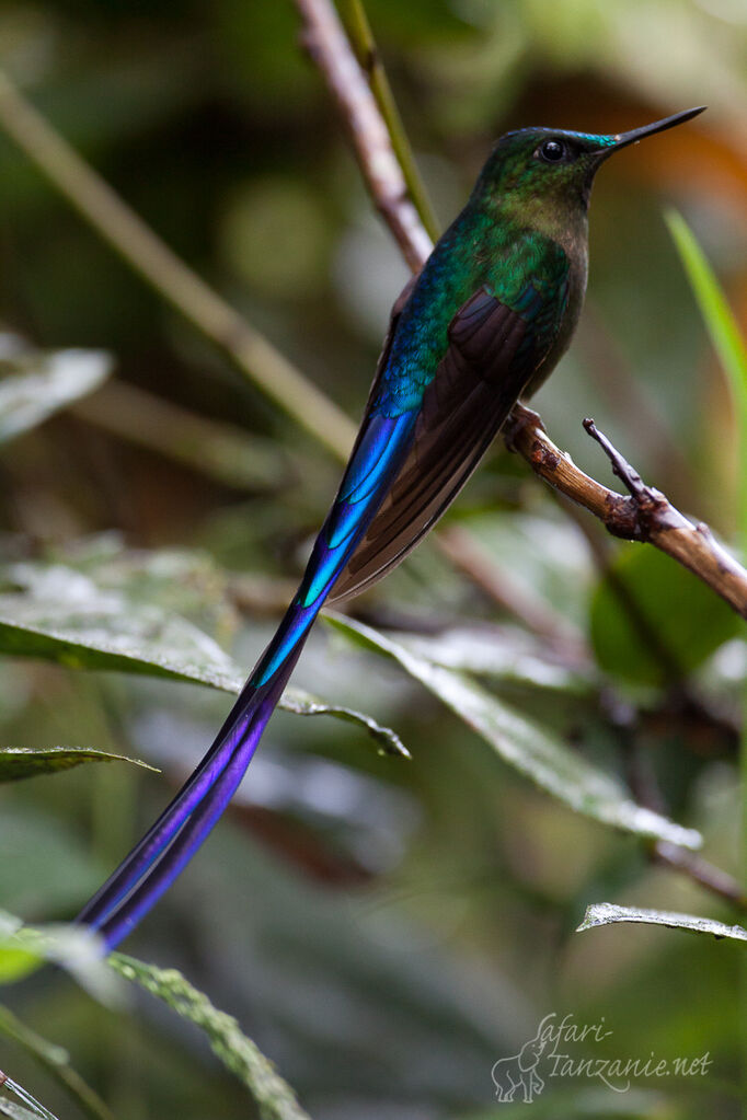 Violet-tailed Sylph male adult