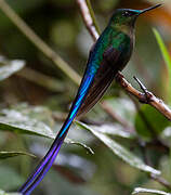 Violet-tailed Sylph