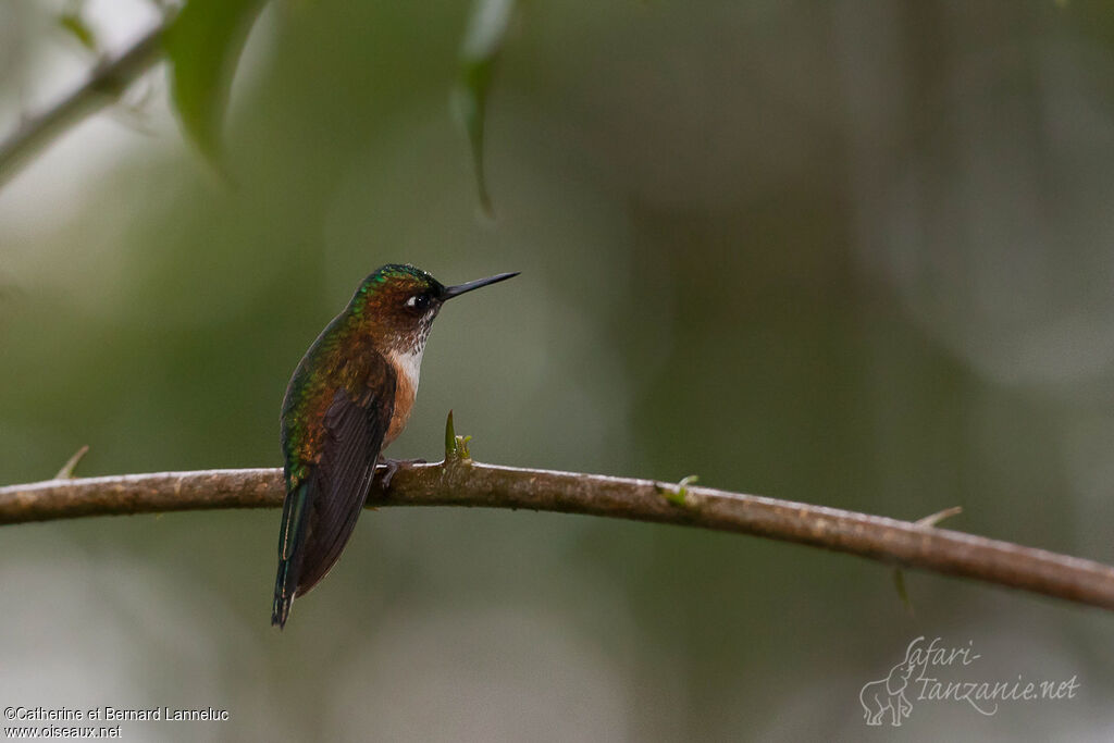 Violet-tailed Sylph female adult, identification