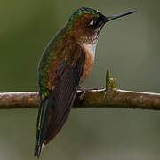 Violet-tailed Sylph