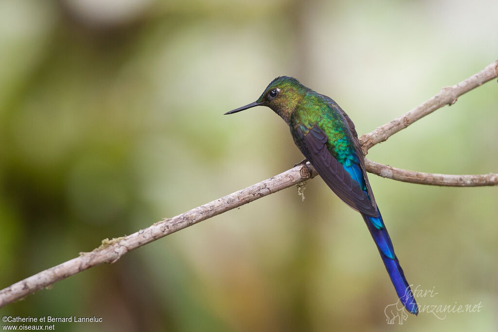 Violet-tailed Sylph male adult, identification