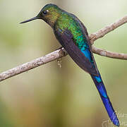 Violet-tailed Sylph