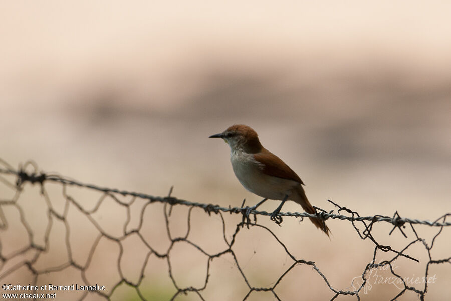 Yellow-chinned Spinetail