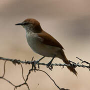 Yellow-chinned Spinetail